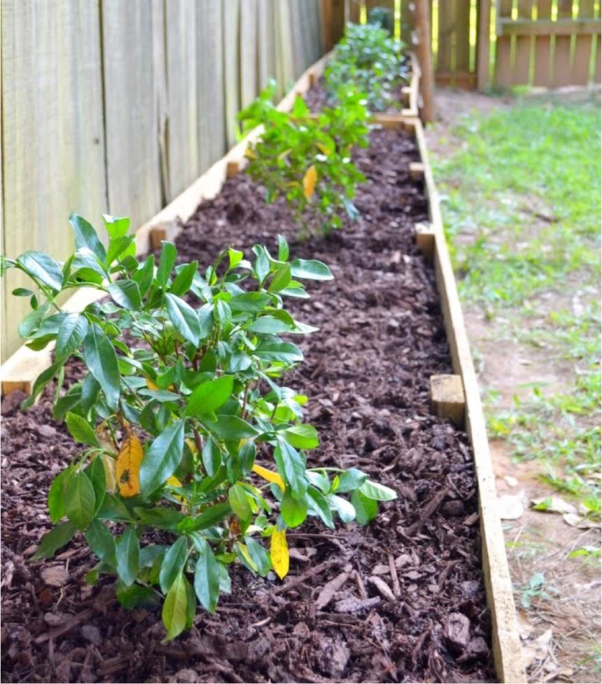 A garden bed against a fence with brown mulch and plants