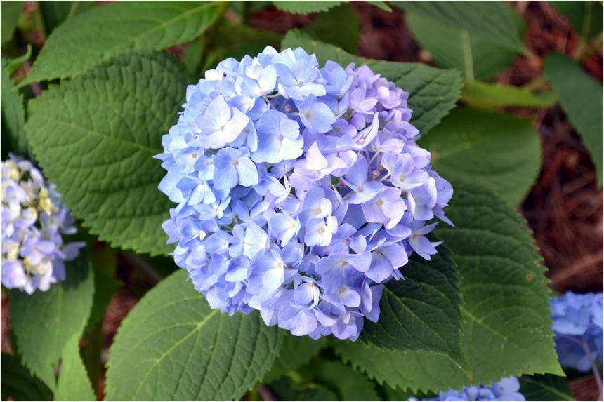 A blue hydrangea with green leaves