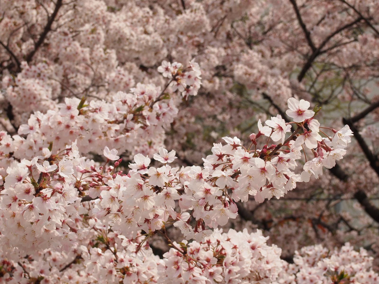 Best Trees to Plant | Trees for Landscaping | HouseLogic Yard Tips