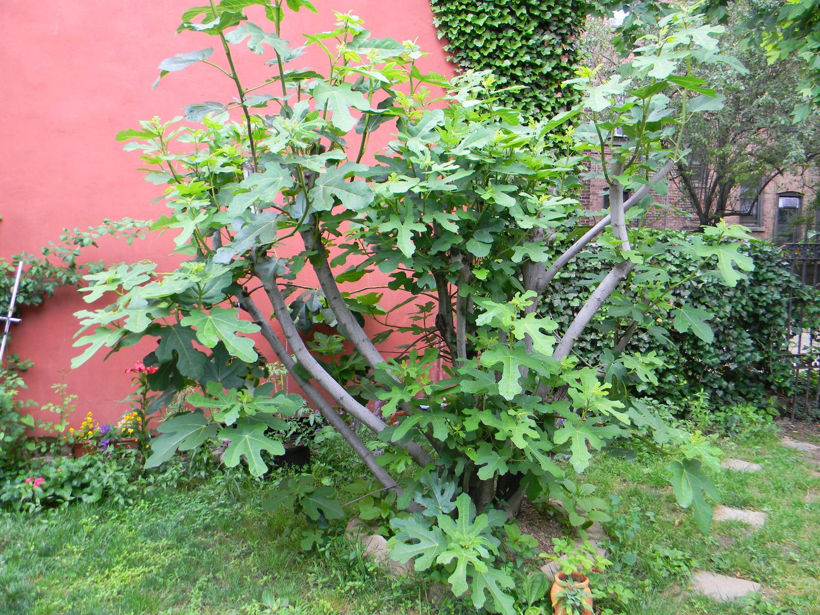 Best Trees to Plant | Trees for Landscaping | HouseLogic Yard Tips