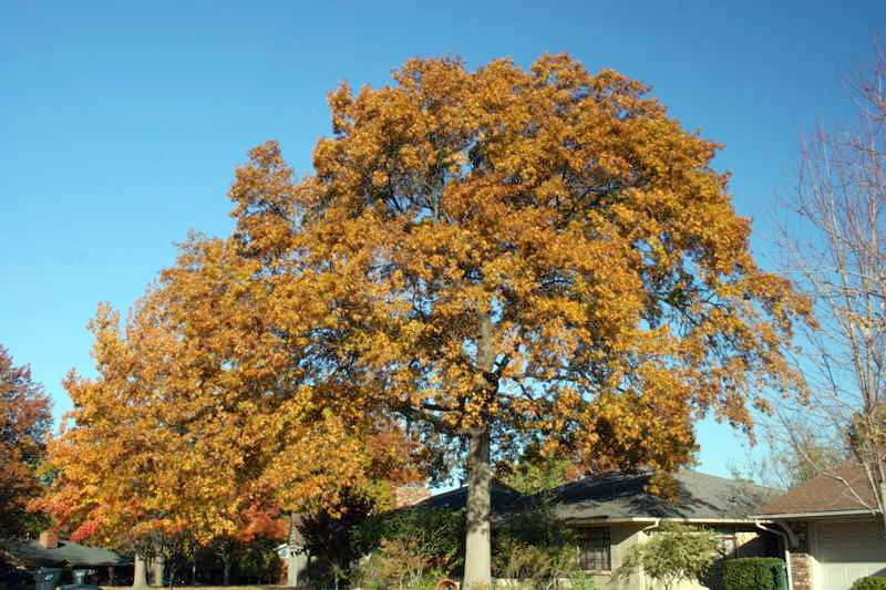 Best Trees to Plant Trees for Landscaping HouseLogic Yard Tips Best Trees to Plant Trees for Landscaping HouseLogic Yard Tips