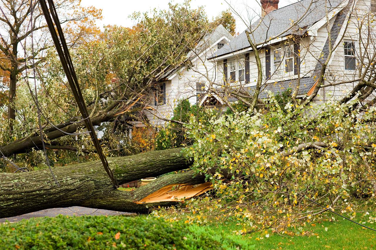 Do You Have a Dangerous Tree? HouseLogic Tree Maintenance Tips
