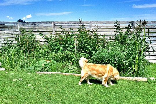 How to Keep Your Dog Out of Your Garden