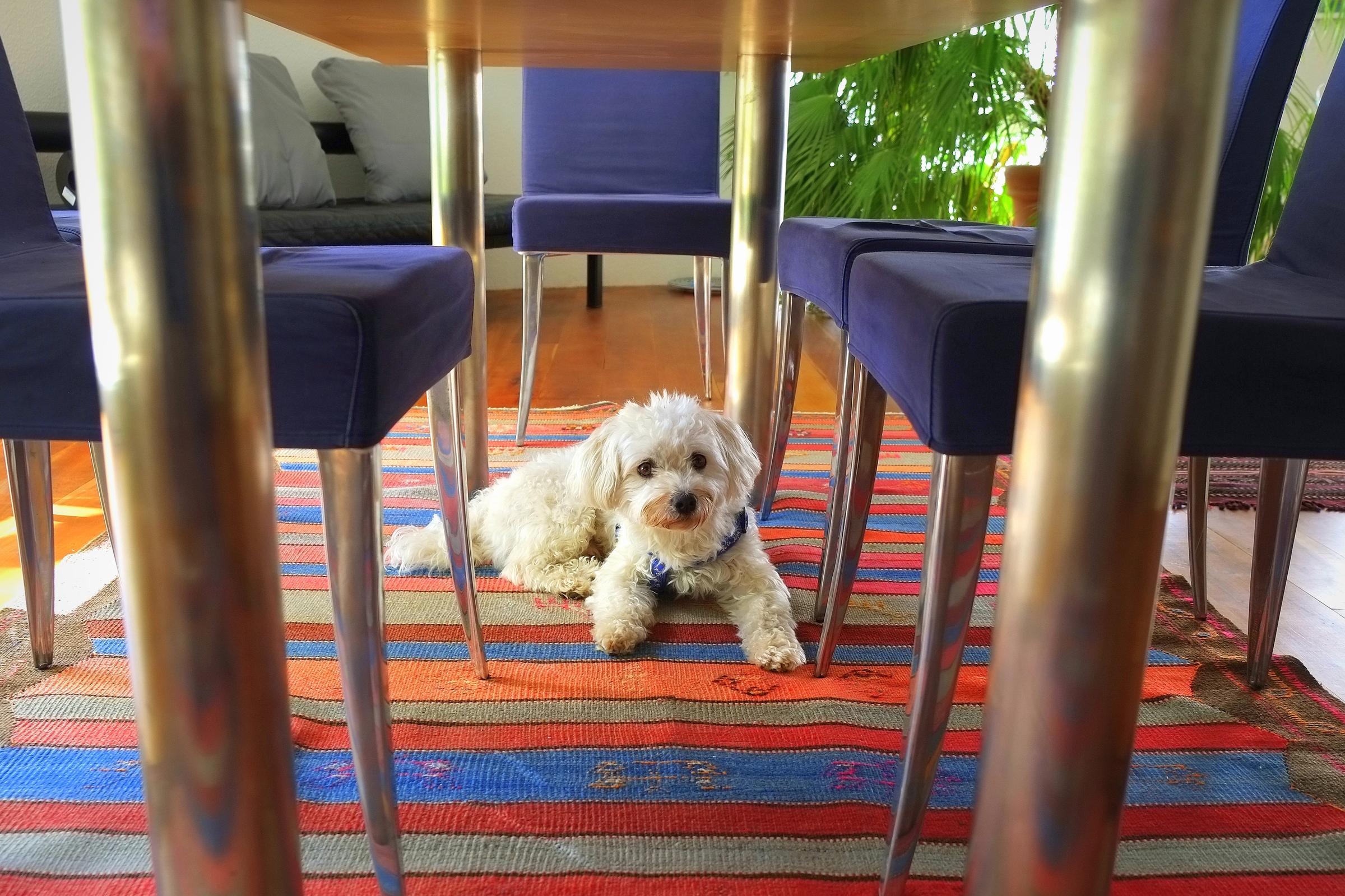 8 Ways to Get Rid of Awful Pet Smells That Turn Off Buyers