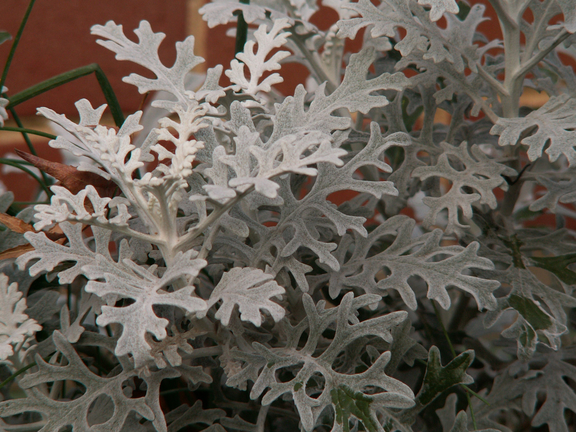 plants,no,water,dusty,miller